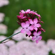 Image result for Dianthus carthusianorum