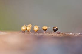 Attēlu rezultāti vaicājumam “Colloderma oculatum macro”