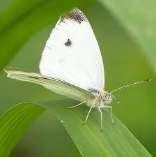 Attēlu rezultāti vaicājumam “Pieris rapae underside”