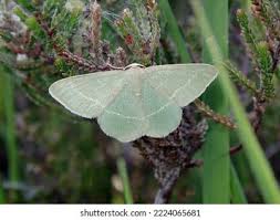 Attēlu rezultāti vaicājumam “Chlorissa viridata”