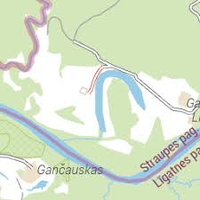 Attēlu rezultāti vaicājumam “Stemonitopsis hyperopta var. landewaldii”