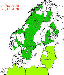 Attēlu rezultāti vaicājumam “Nothorhina punctata”