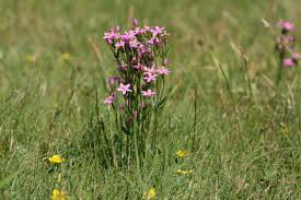 Attēlu rezultāti vaicājumam “Centaurium littorale”