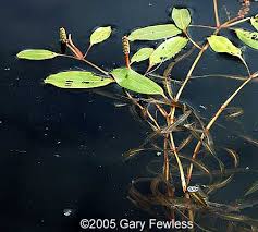 Attēlu rezultāti vaicājumam “Potamogeton rutilus”