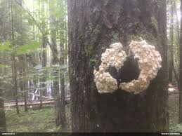 Attēlu rezultāti vaicājumam “Junghuhnia pseudozilingiana”