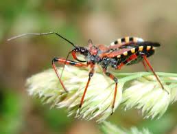 Attēlu rezultāti vaicājumam “Rhynocoris annulatus imago”