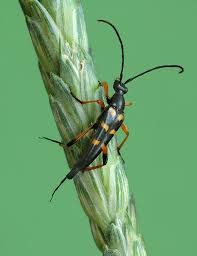 Attēlu rezultāti vaicājumam “Strangalia attenuata”