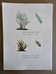 Attēlu rezultāti vaicājumam “Dicranum spurium”