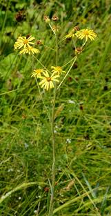 Attēlu rezultāti vaicājumam “Jacobaea paludosa”