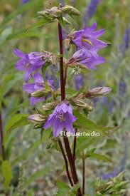 Attēlu rezultāti vaicājumam “Campanula trachelium flower”