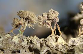 Attēlu rezultāti vaicājumam “Stemonitopsis gracilis macro”