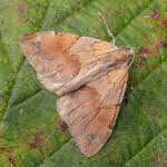 Attēlu rezultāti vaicājumam “Pennithera firmata”