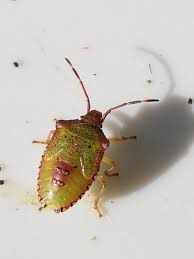 Attēlu rezultāti vaicājumam “Acanthosoma haemorrhoidale imago”