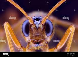 Attēlu rezultāti vaicājumam “Hymenoptera”