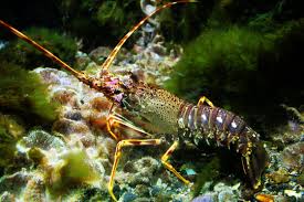 Image result for Palinurus elephas