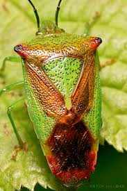 Attēlu rezultāti vaicājumam “Acanthosoma haemorrhoidale”