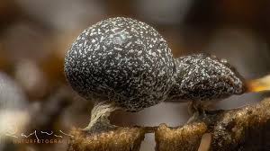 Attēlu rezultāti vaicājumam “Physarum licheniforme sessile”