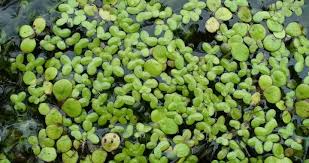 Attēlu rezultāti vaicājumam “Lemna minor”