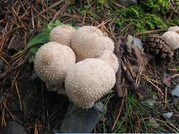 Attēlu rezultāti vaicājumam “Lycoperdon perlatum”