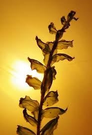 Attēlu rezultāti vaicājumam “Cinclidium stygium”