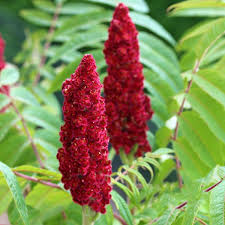 Attēlu rezultāti vaicājumam “Rhus typhina flower”