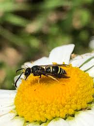 Attēlu rezultāti vaicājumam “Ancistrocerus sp. male”