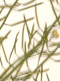 Attēlu rezultāti vaicājumam “Erysimum cheiranthoides leaf”