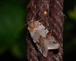 Attēlu rezultāti vaicājumam “Agrochola litura imago”