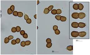Attēlu rezultāti vaicājumam “Tranzschelia anemones”