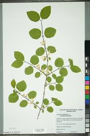 Attēlu rezultāti vaicājumam “Lonicera xylosteum”