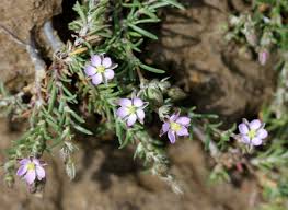 Attēlu rezultāti vaicājumam “Spergularia rubra flower”