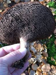 Attēlu rezultāti vaicājumam “Sarcodon imbricatum”