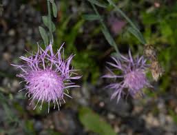 Attēlu rezultāti vaicājumam “Centaurea stoebe leaf”