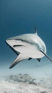 Image result for Carcharhinus leucas