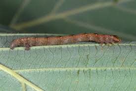 Attēlu rezultāti vaicājumam “Cabera pusaria”