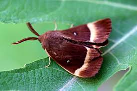 Attēlu rezultāti vaicājumam “Lasiocampa quercus”