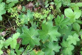Attēlu rezultāti vaicājumam “Alchemilla vulgaris aggr. bud”