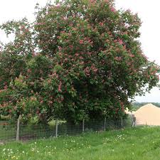 Attēlu rezultāti vaicājumam “Aesculus x hybrida”