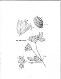 Attēlu rezultāti vaicājumam “Juncus bufonius fruit”