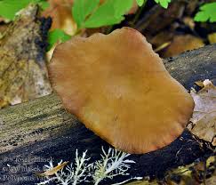 Attēlu rezultāti vaicājumam “Polyporus varius”