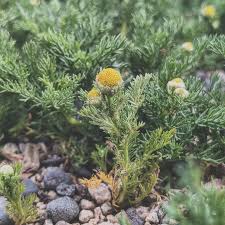 Attēlu rezultāti vaicājumam “Matricaria discoidea leaf”
