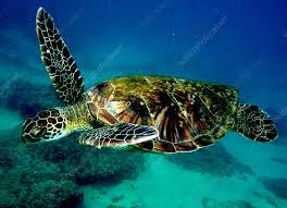 Image result for Chelonia mydas