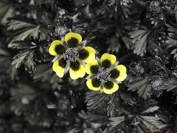Attēlu rezultāti vaicājumam “Potentilla reptans flower”