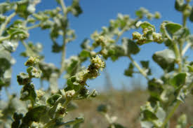 Attēlu rezultāti vaicājumam “Atriplex calotheca”