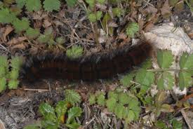 Attēlu rezultāti vaicājumam “Macrothylacia rubi”