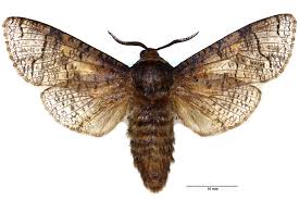 Attēlu rezultāti vaicājumam “Cossus cossus”