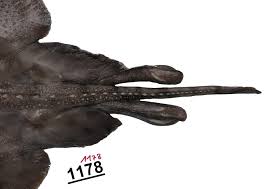 Image result for Amblyraja hyperborea