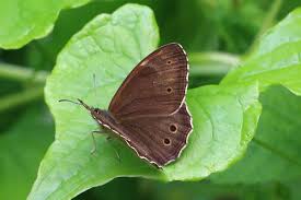 Attēlu rezultāti vaicājumam “Lopinga achine”