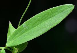 Attēlu rezultāti vaicājumam “Lathyrus palustris bud”