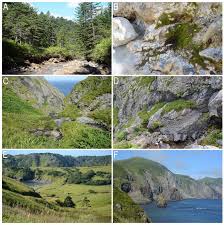 Attēlu rezultāti vaicājumam “Leiocolea heterocolpos”